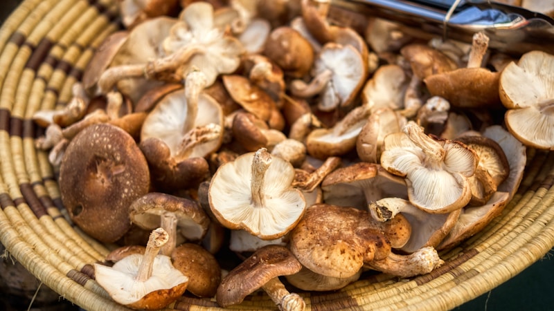 しいたけの茹で時間は何分?食感を楽しむ下ごしらえとゆで方のコツ