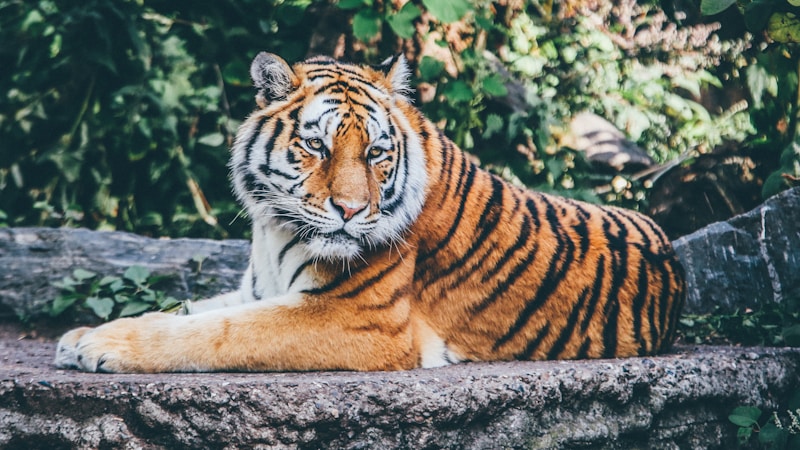 日本語名が長い動物を集めて紹介 由来や特徴もわかるおもしろガイド